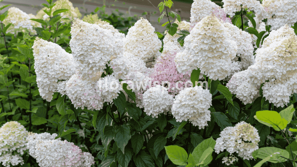 Vanilla Strawberry hydrangea with cone-shaped blooms fading from creamy white to blush pink in a summer garden

