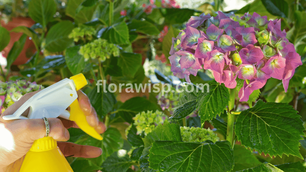 Watering hydrangeas – hand holding a spray gently soaking the base of blooming hydrangea plants in a shaded garden.

