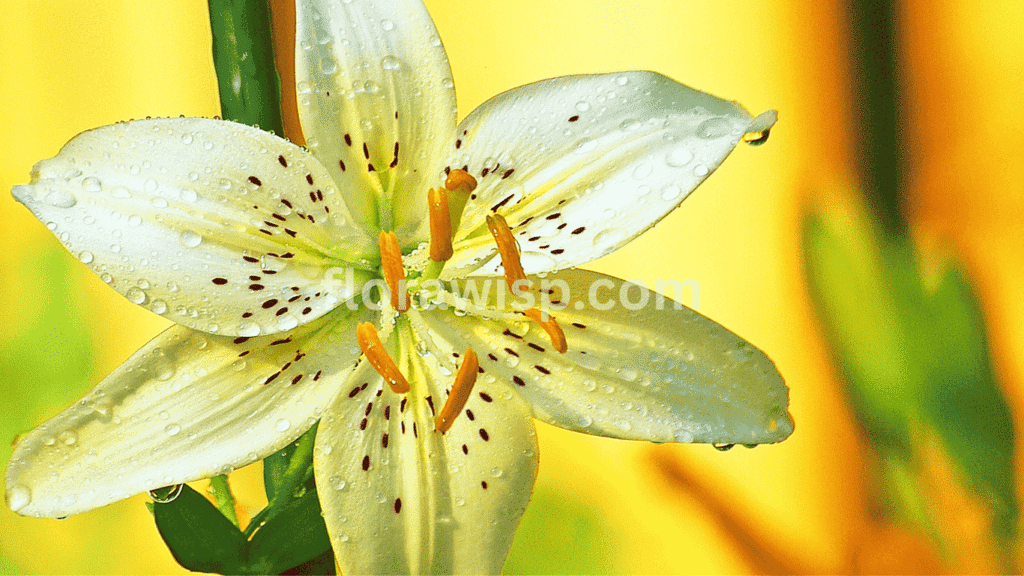 Fresh white Asiatic lily with delicate water droplets on its smooth petals, captured in early morning light.