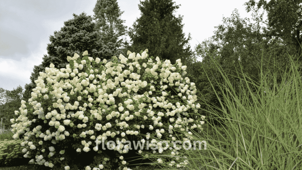 Lush white hydrangea bush in full bloom along a garden border, thriving in partial shade

