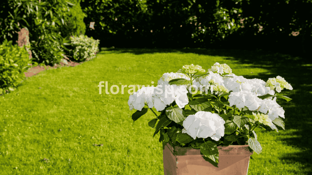 Healthy white hydrangea in pot blooming on a sunny patio, ideal for small-space container gardening

