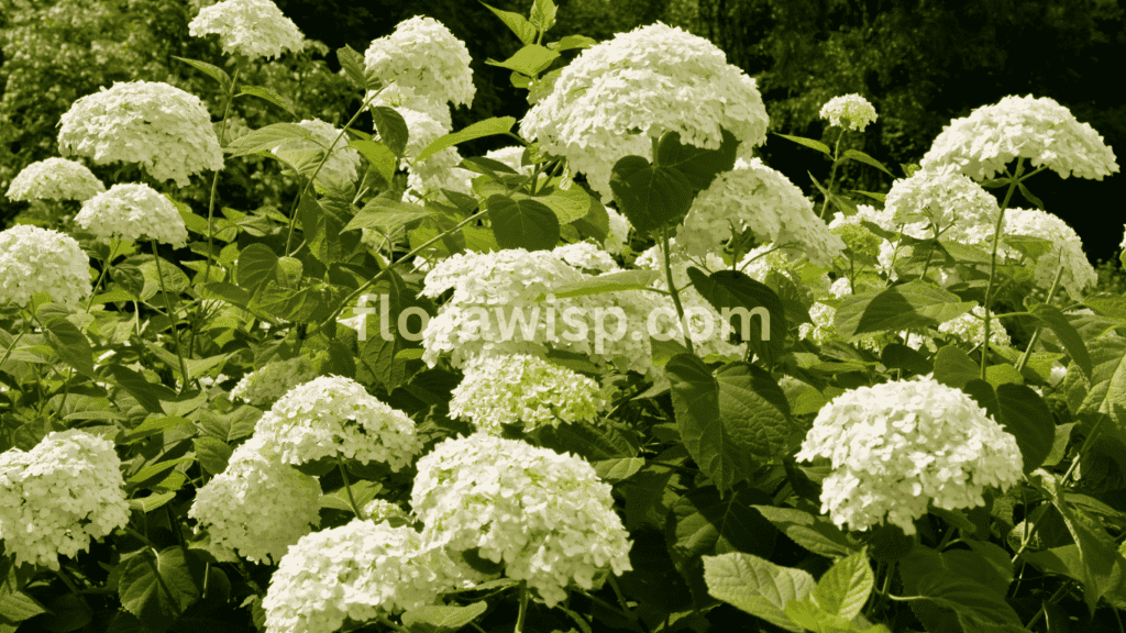 White hydrangea bush in full bloom in a cottage-style garden border under soft morning light