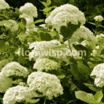 White hydrangea bush in full bloom in a cottage-style garden border under soft morning light