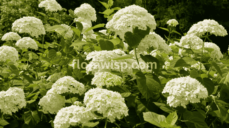 White hydrangea bush in full bloom in a cottage-style garden border under soft morning light