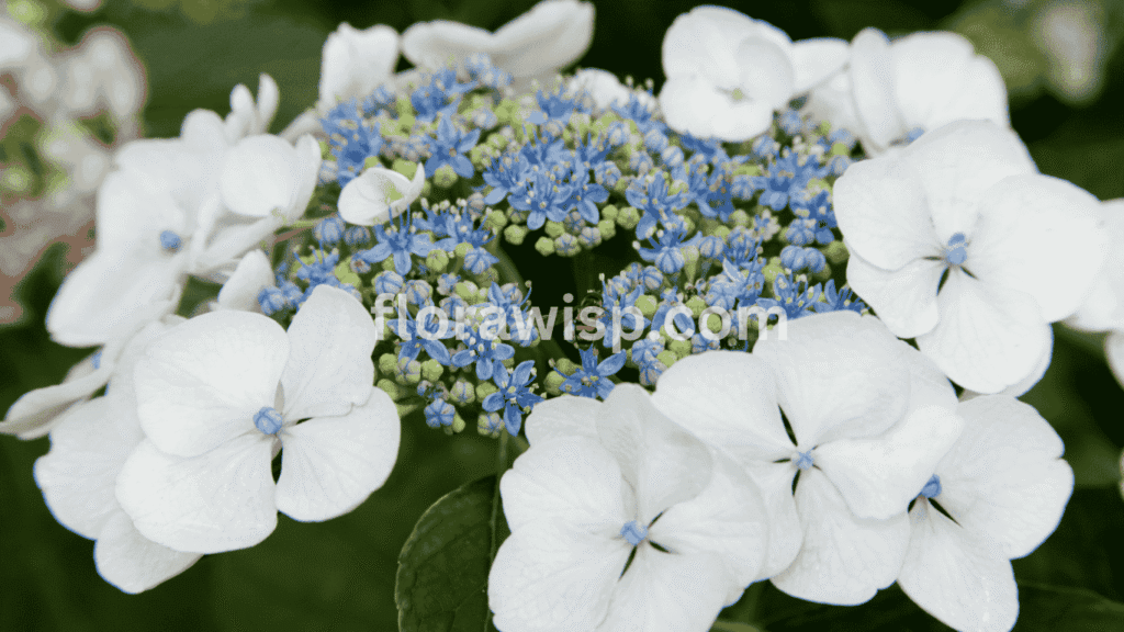 Delicate white lacecap hydrangea flower close up blooming in a shaded garden with flat, open flower heads

