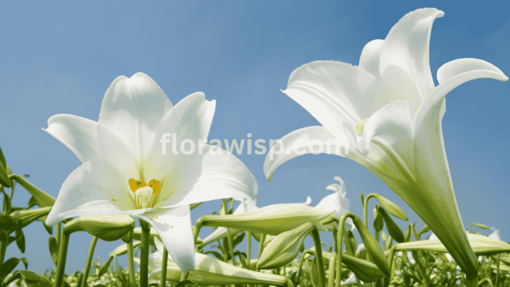 Elegant white lilies blooming in a garden during late spring, showcasing their purity and timeless beauty