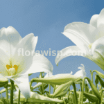 Elegant white lilies blooming in a garden during late spring, showcasing their purity and timeless beauty