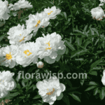 White peonies in full bloom, showcasing lush layered petals in a vibrant garden setting