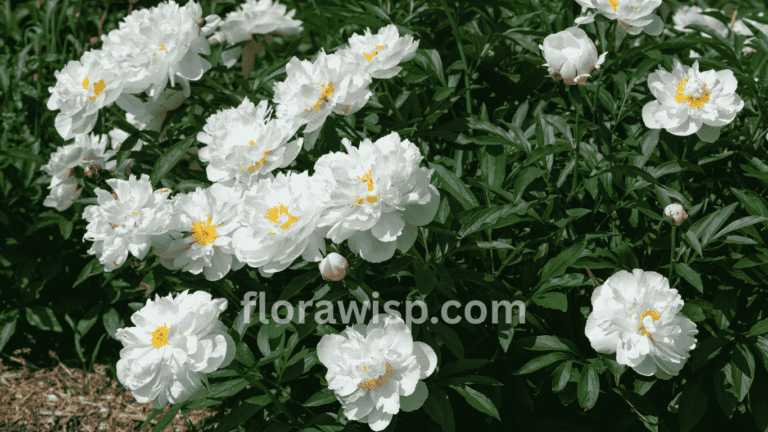 White peonies in full bloom, showcasing lush layered petals in a vibrant garden setting