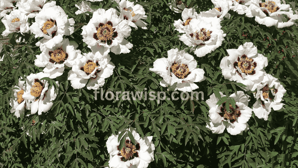 White tree peony in full bloom with large, fragrant petals and lush green foliage in a spring garden