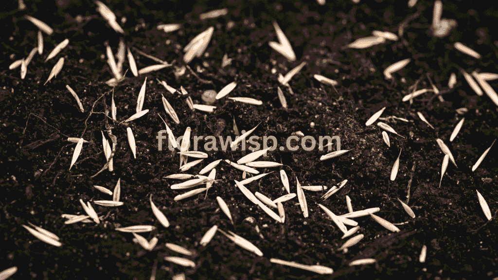 Dormant seeding grass seeds on brown soil for early spring growth