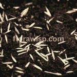 Dormant seeding grass seeds on brown soil for early spring growth