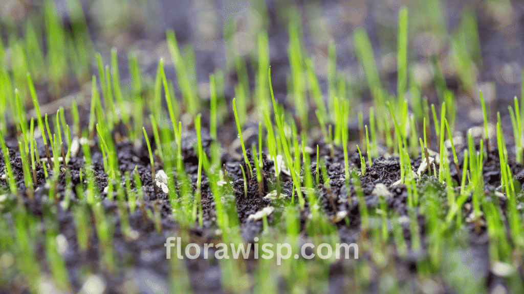 Dormant Seeding germination with grass seeds sprouting from soil in early spring.