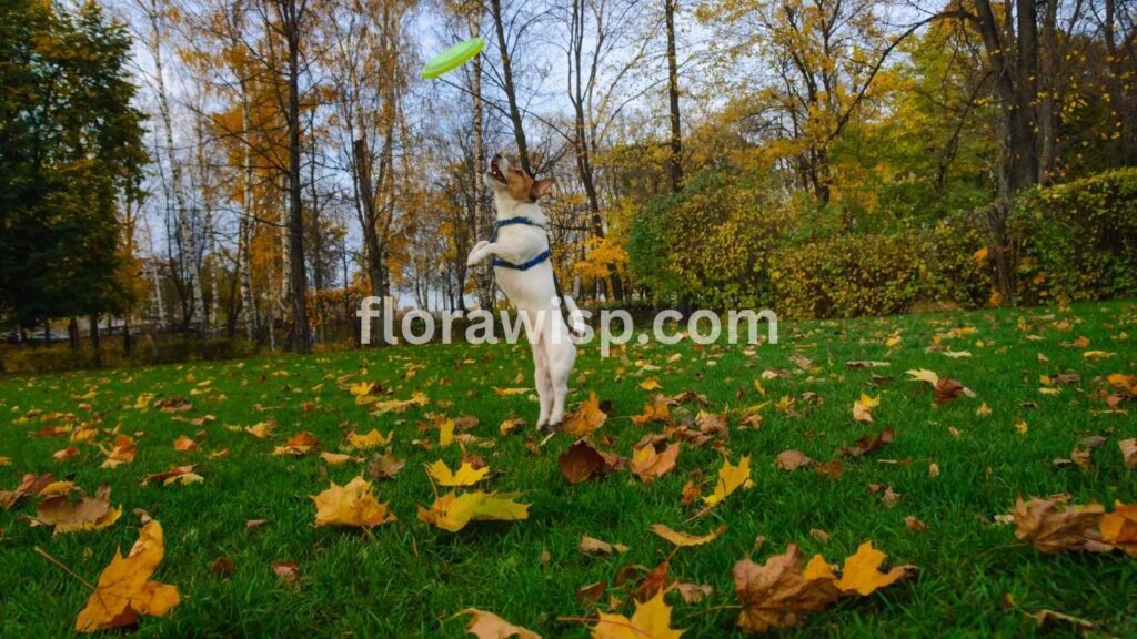 Planting grass seed in fall on a lawn with fresh green sprouts and autumn leaves in the background