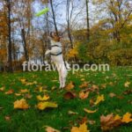 Planting grass seed in fall on a lawn with fresh green sprouts and autumn leaves in the background