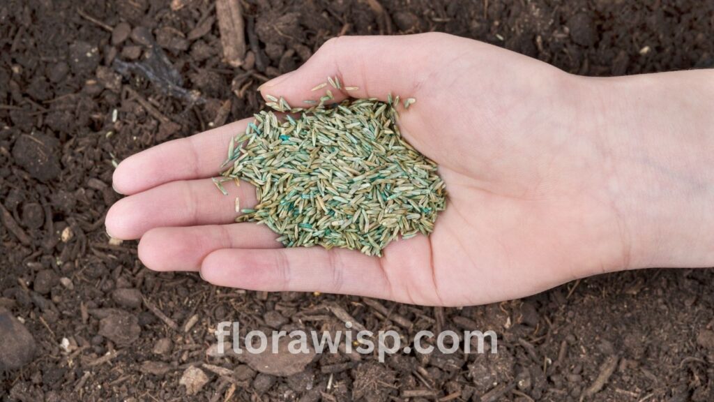 Planting grass seed in September with gardener holding grass seed in hand