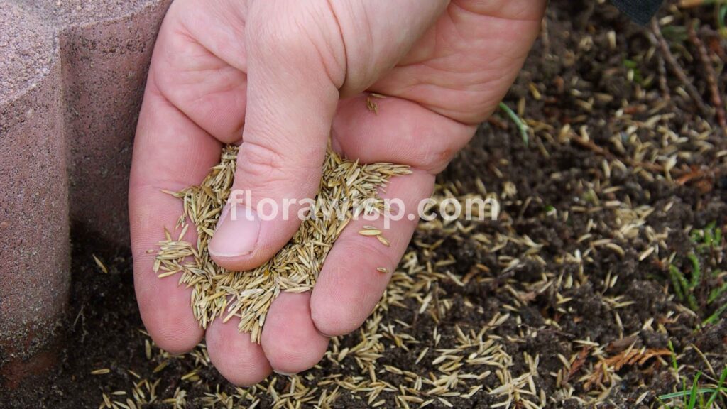 Hand holding fresh grass seed ready for lawn care – showing the right timing for when to plant grass seed in spring.