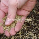 Hand holding fresh grass seed ready for lawn care – showing the right timing for when to plant grass seed in spring.