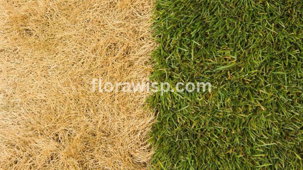 Fall grass comparison showing brown dormant grass beside green healthy grass