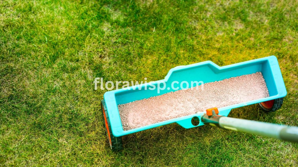 Fertilizing spring lawn with spreader to boost new grass growth and strengthen roots.
