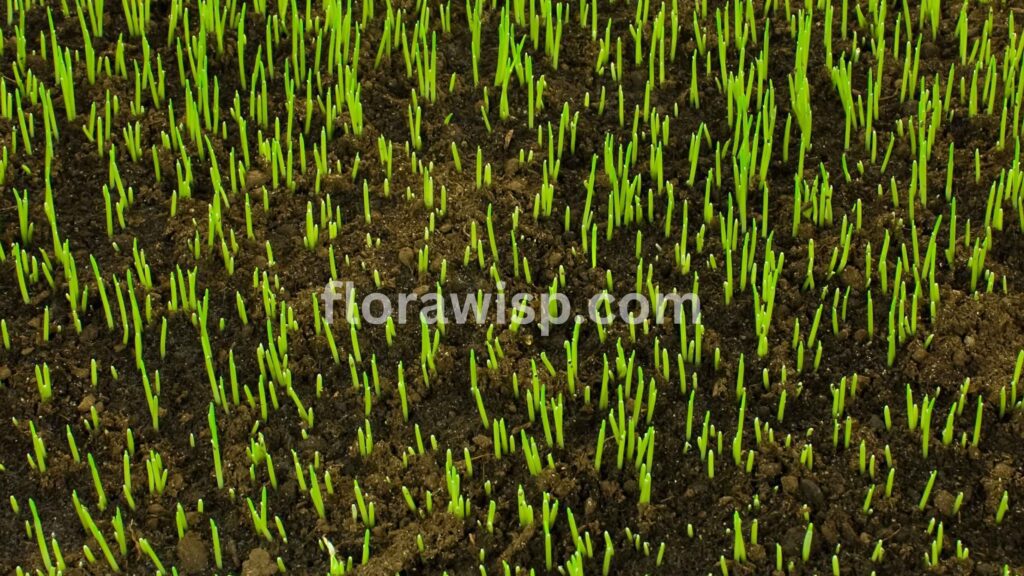 New grass seed sprouting through soil, showing early growth and signs of the best time to plant grass.