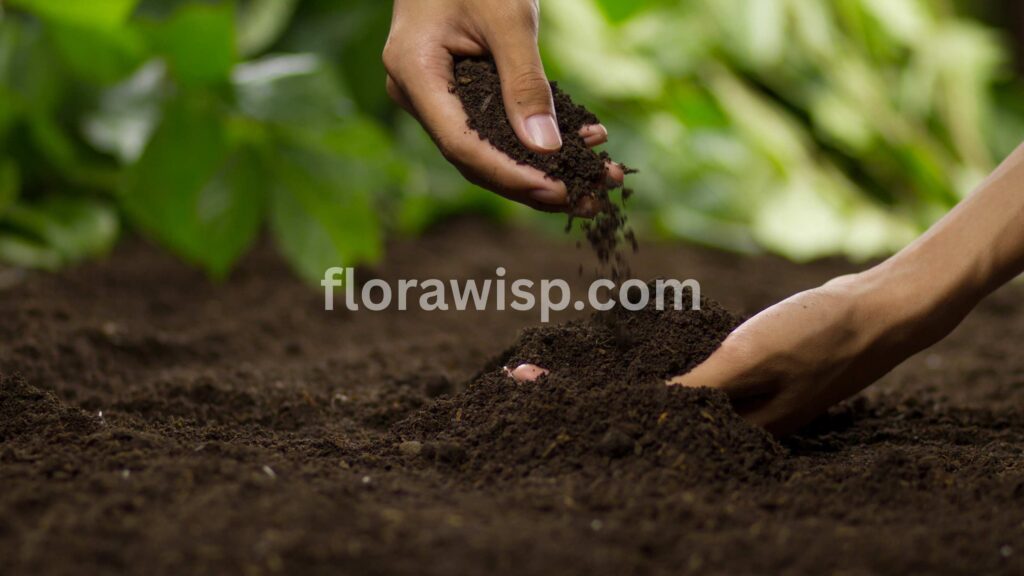 Hands holding soil to check warmth and texture, illustrating the importance of soil temperature for planting grass in spring.